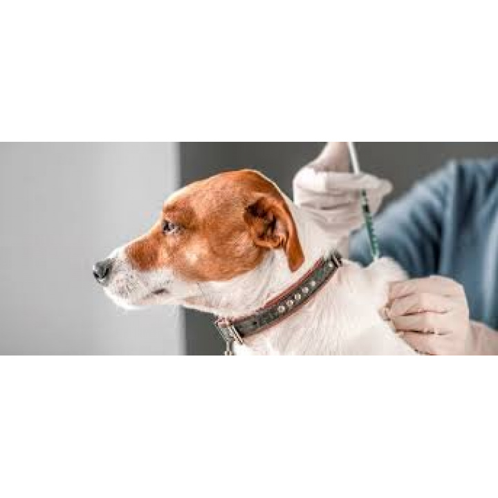 Očkovanie psov proti besnote